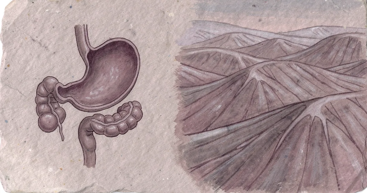 An unlabelled cutaway illustration of a stomach with its folded inner lining